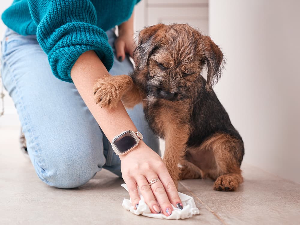 Close Up Of Female Owner Cleaning Up Whilst Toilet Or House Training Border Terrier Puppy At Home
