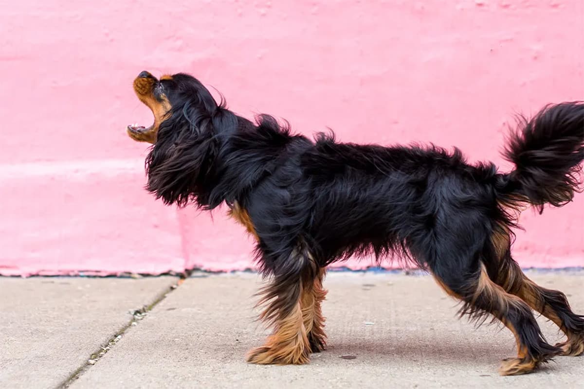dog barking