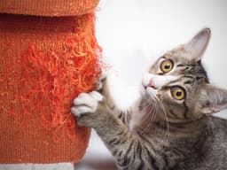 How to Stop Your Cat From Absolutely Ripping Apart Your Couch