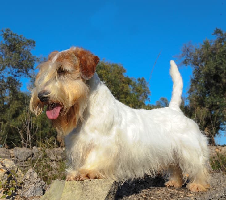 A purebred Sealyham Terrier dog standing on a boulder.