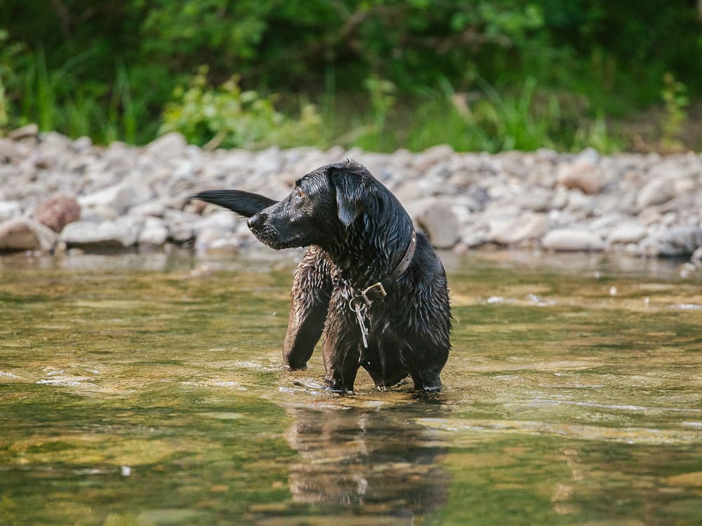 Why Your Dog Should Stay Far, Far Away From Blue-Green Algae This Summer