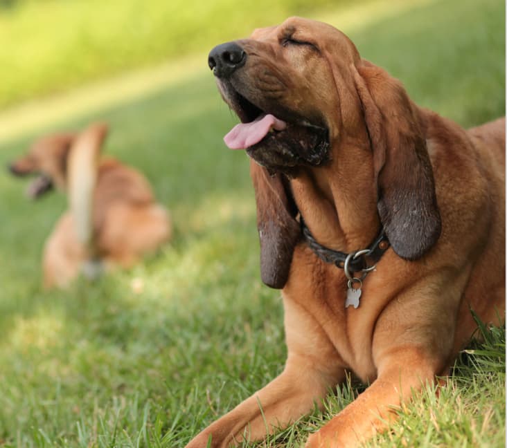 A purebred Bloodhound dog lying in the grass.