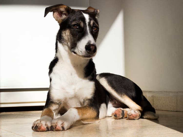Decoding Your Dog’s Growls