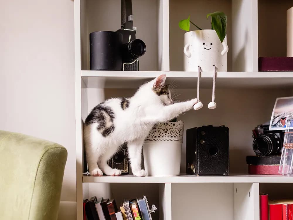 cat sitting on a shelf playing with some hanging decor