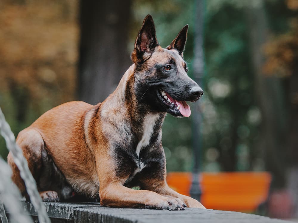 Belgian Shepherd dog (Malinois dog)