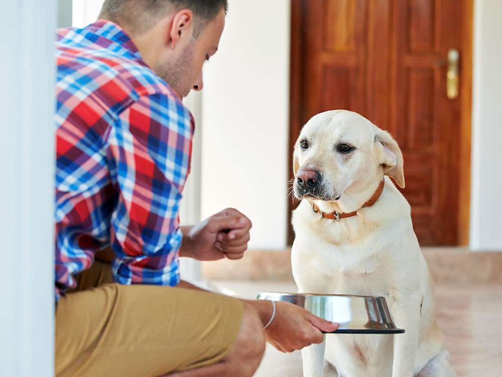 How Long Can Dogs Go Without Eating?