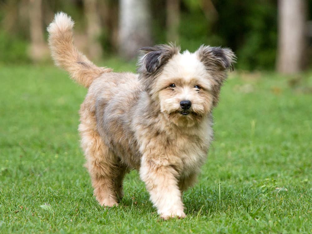 puppy walk