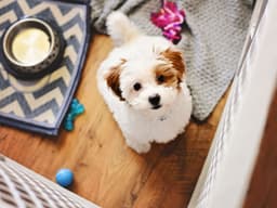 When it Comes to Dog Crates, Think Outside the Literal Box