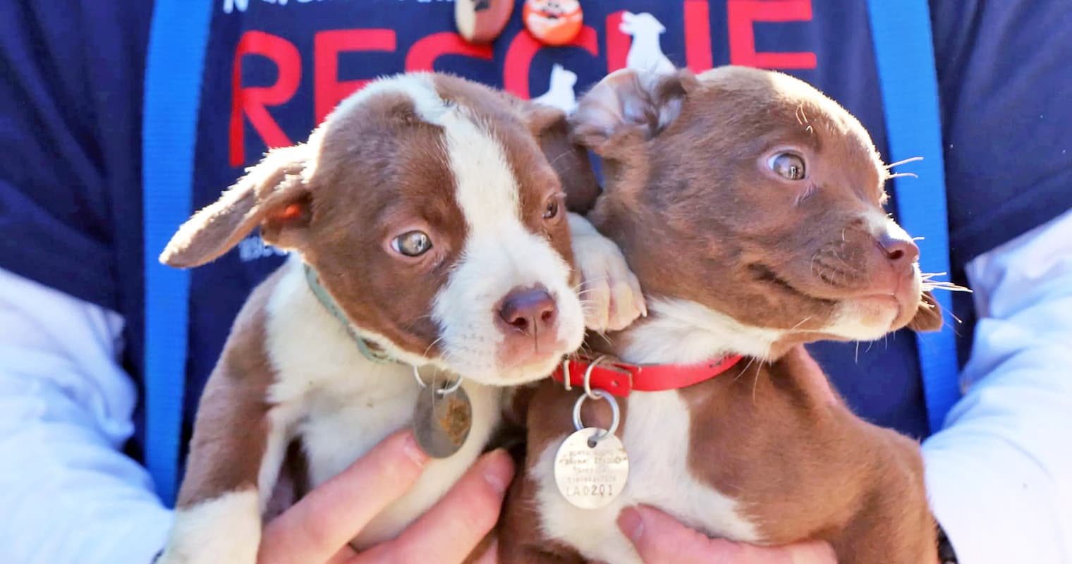 What Is a Puppy Mill Rescue Organization?