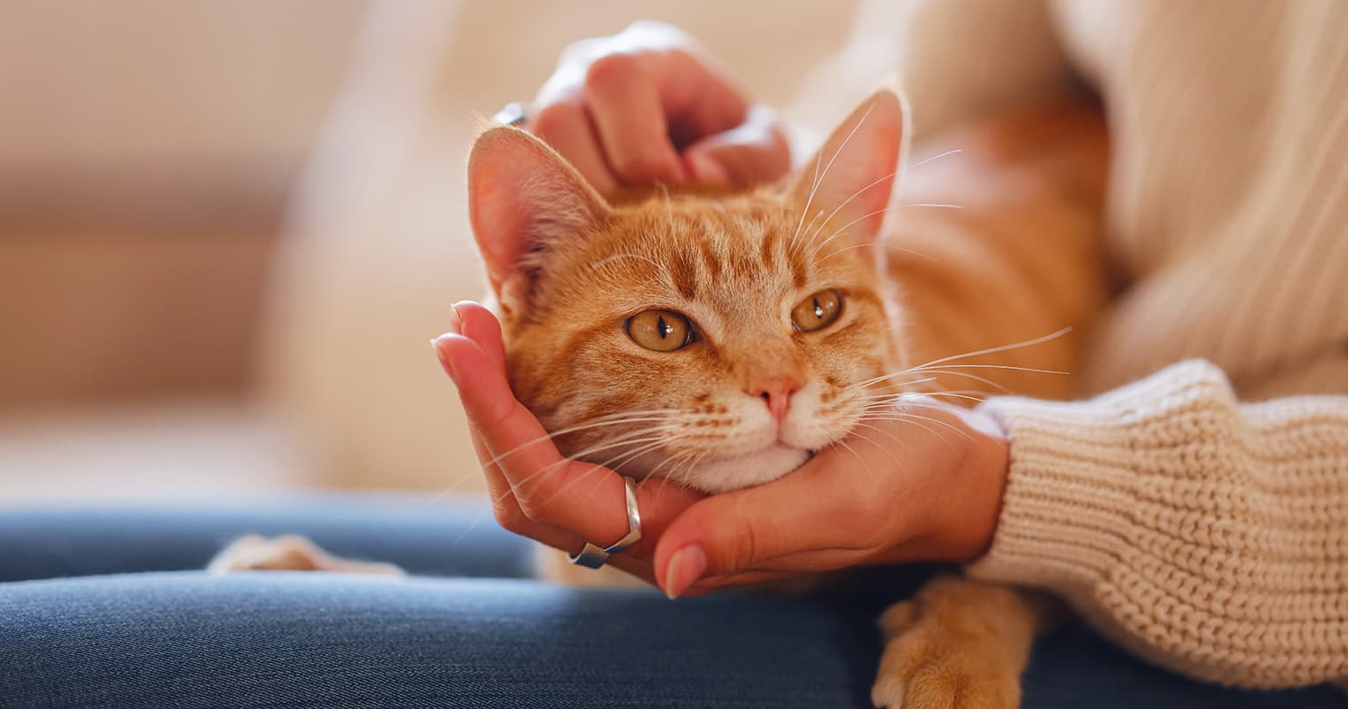 How Do You Convince Your Landlord to Let You Have a Cat?