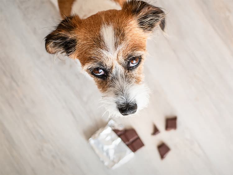 The Top 5 Halloween Hazards for Dogs
