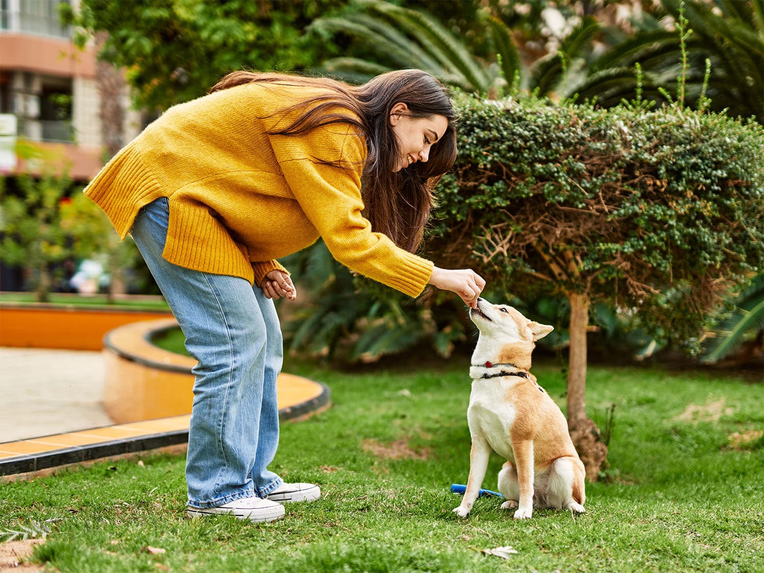 dog training an older dog