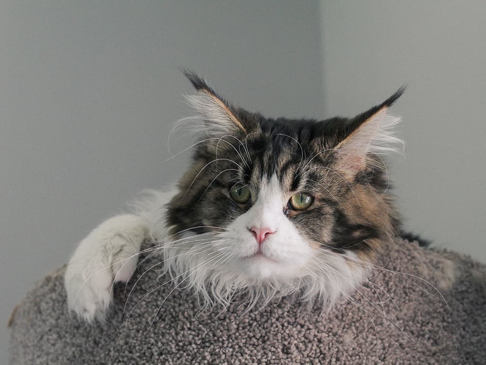 Polydactyl Maine Coon cat looking at the camera