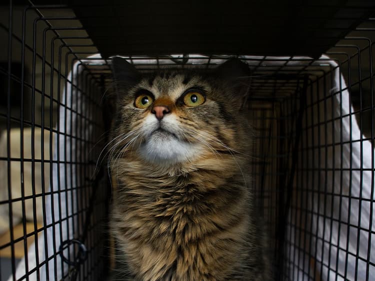 How Flatbush Cats Is Saving Brooklyn’s Strays