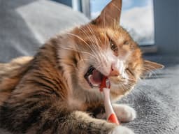7 Cat Dental Products You Never Knew You Needed