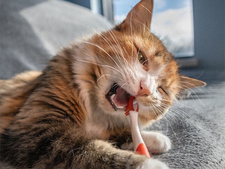 7 Cat Dental Products You Never Knew You Needed