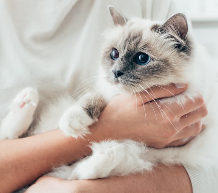 A Birman cat being held.