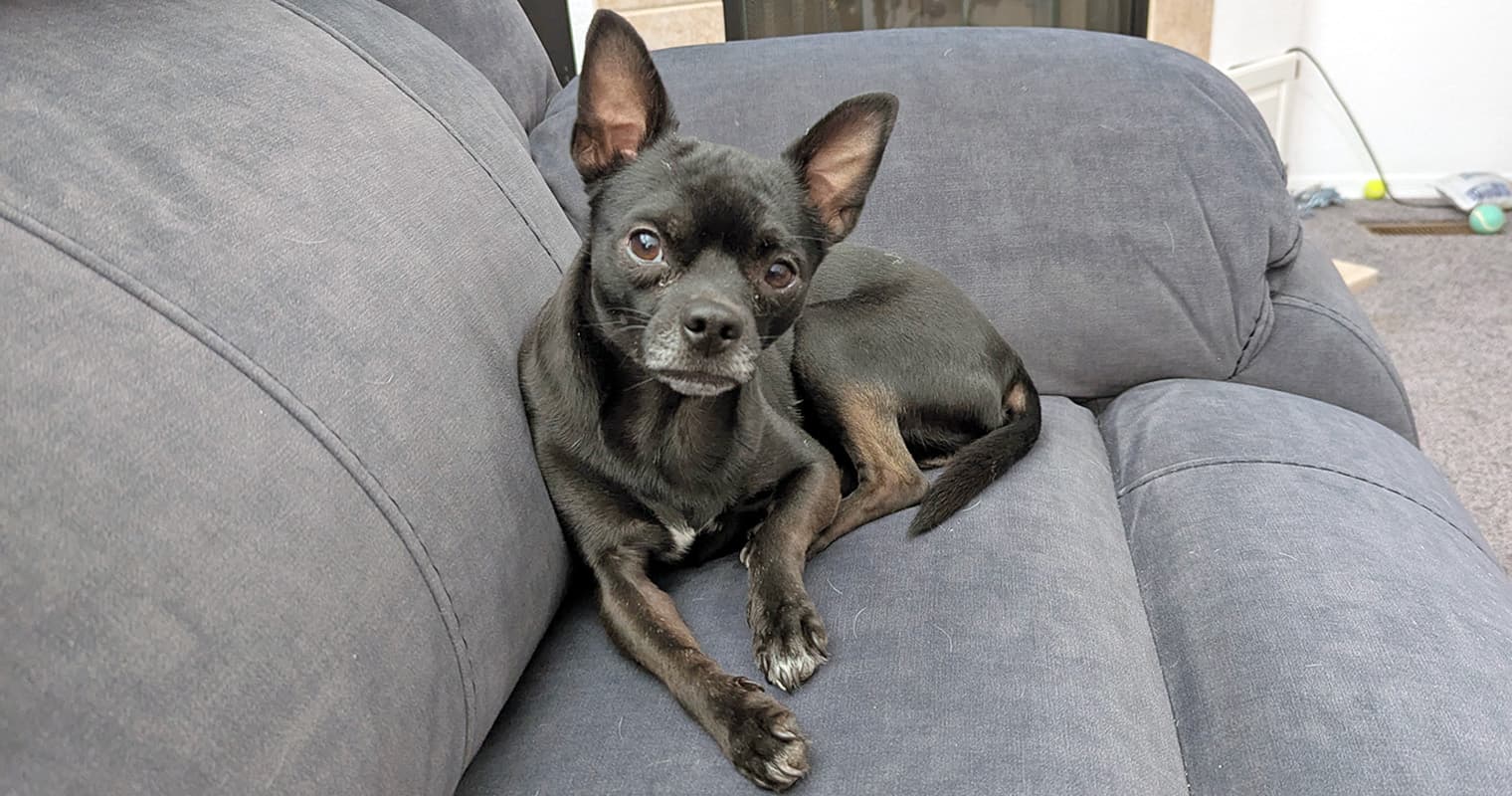 The Black Dog Nobody Noticed