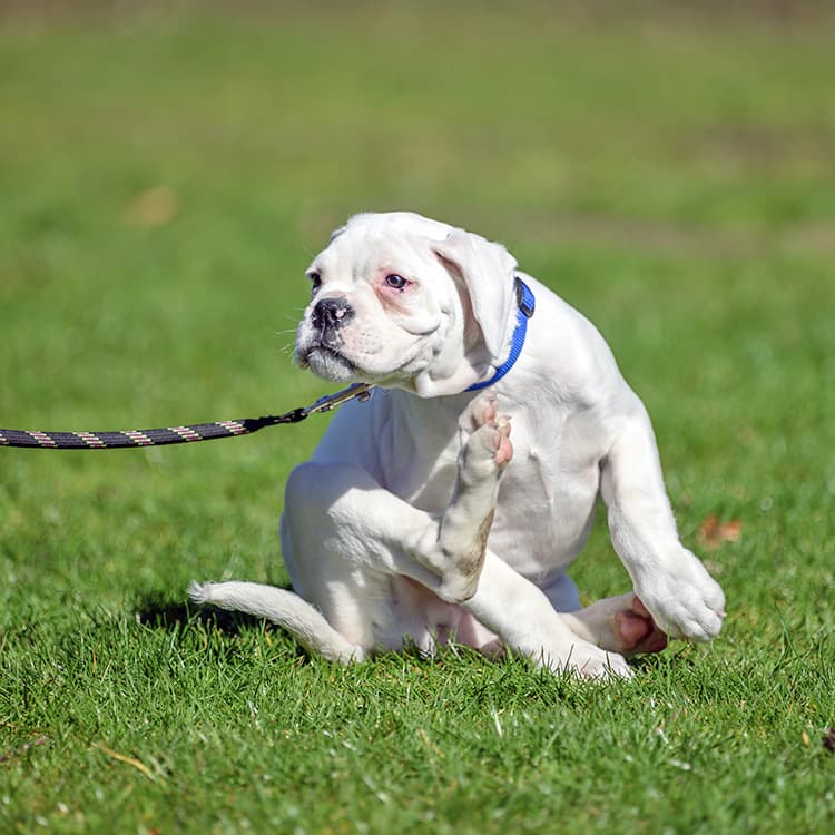 Mosquito Bites and Dogs: How to Treat and Prevent Them