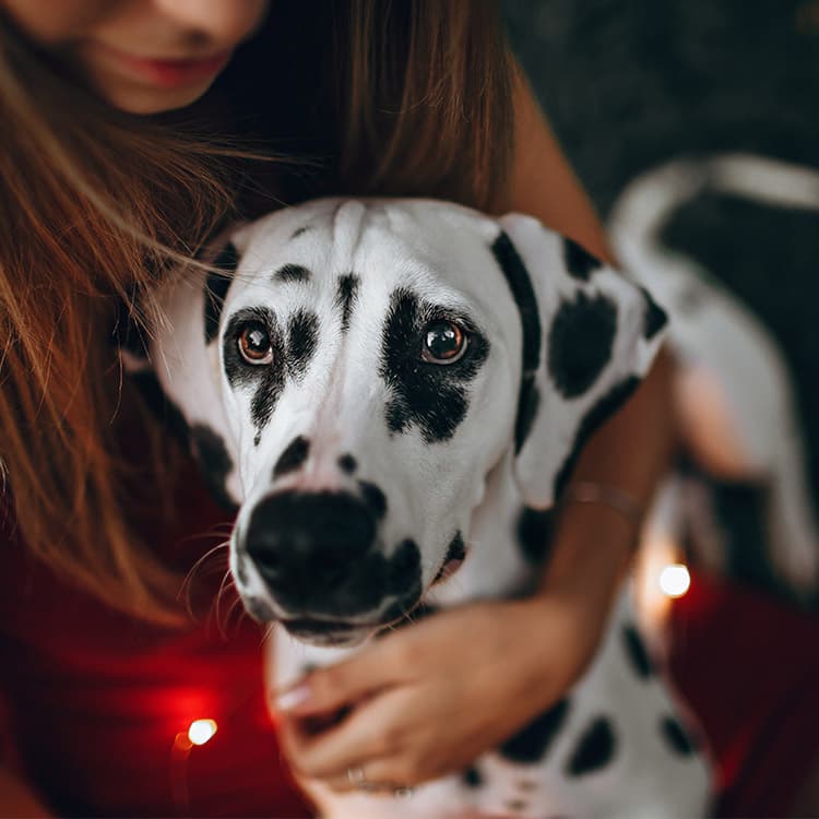 My Dog Tested Positive for Heartworm: What Happens Now?