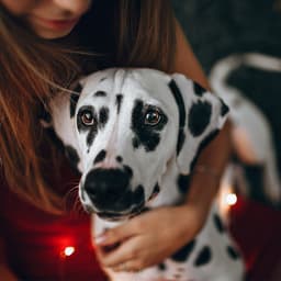 My Dog Tested Positive for Heartworm: What Happens Now?