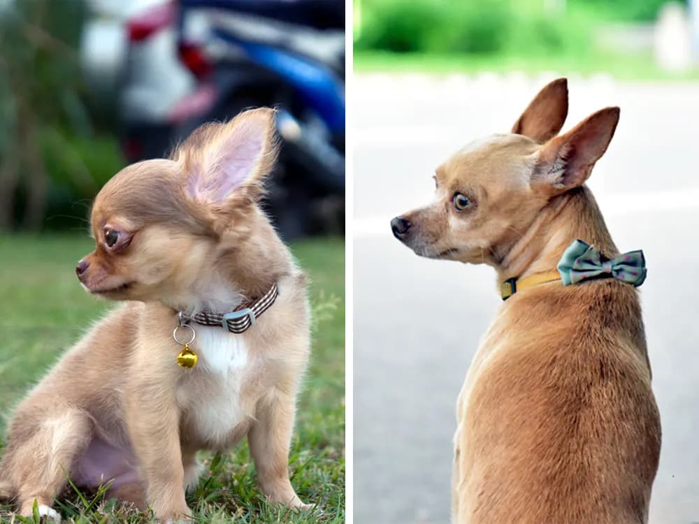 comparing applehead vs deerhead type chihuahuas