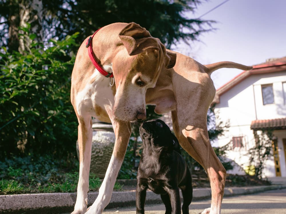 How to Properly Introduce Two Pups