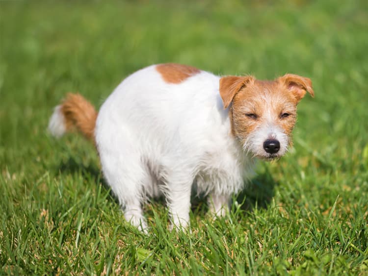 Why Dogs Stare at You While Pooping, and Other Weird Potty Habits Explained