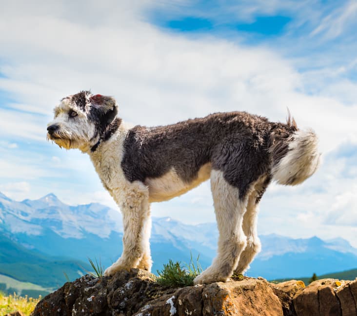 A purebred Polish Lowland Sheepdog standing on a boulder.