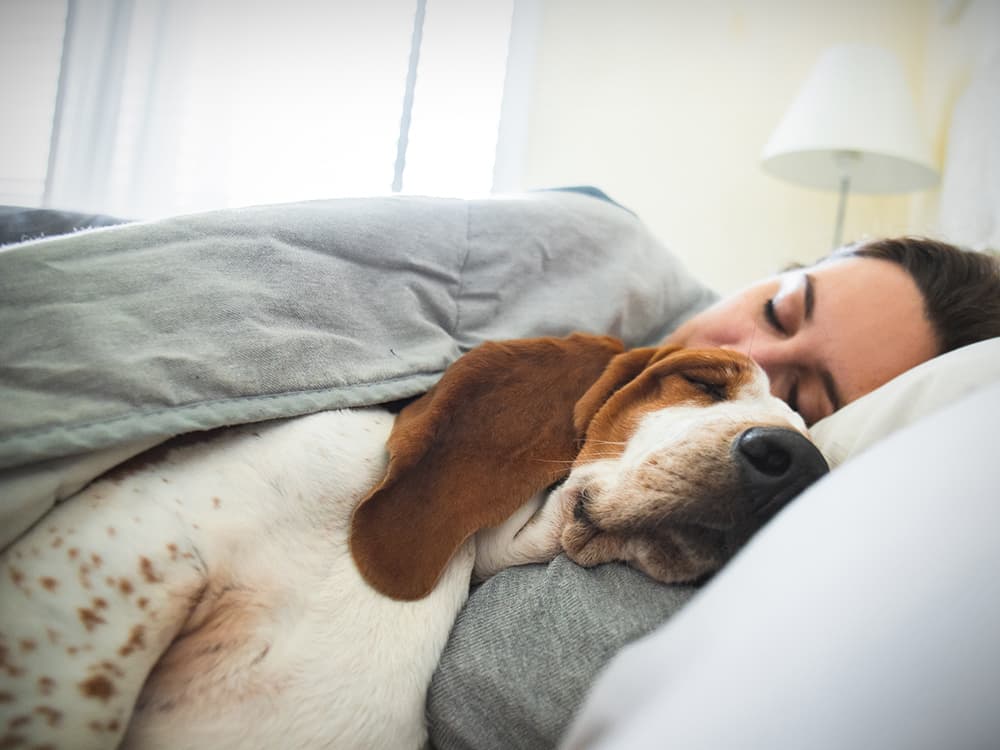 Where Should Your Dog Sleep at Nighttime?