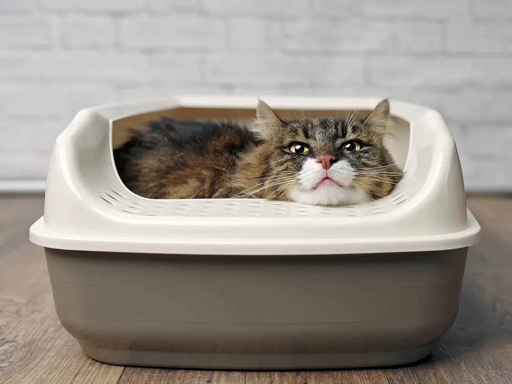 cat sitting inside of litterbox