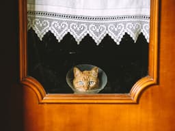 How Often Should You Take Your Cat to the Vet?