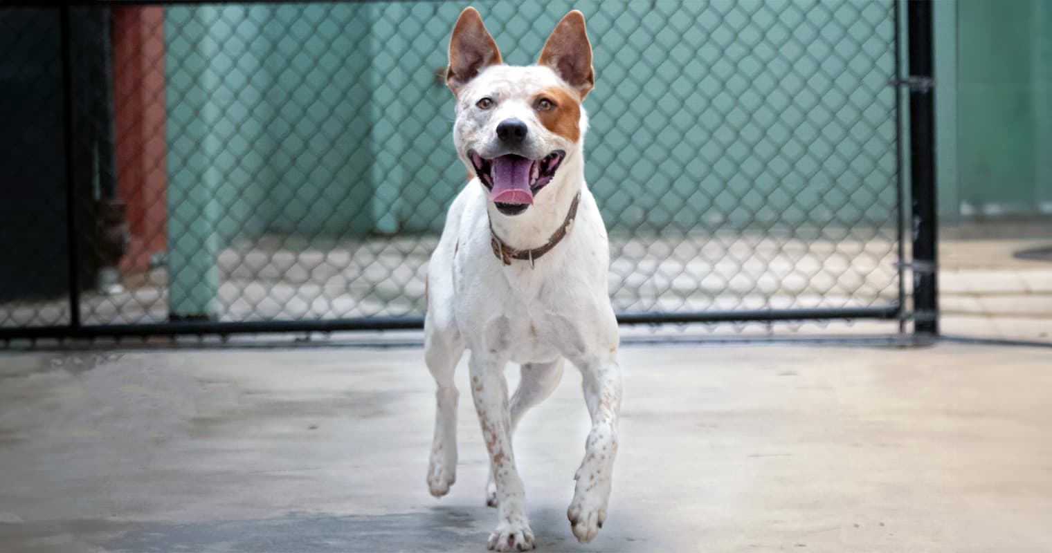 How Do I Rehome My Australian Cattle Dog?