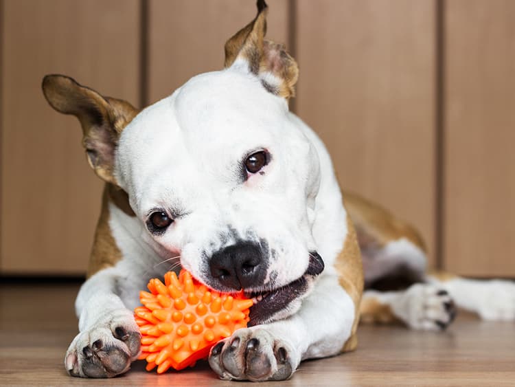 6 Ways to Keep Your Dog Entertained While You’re At Work