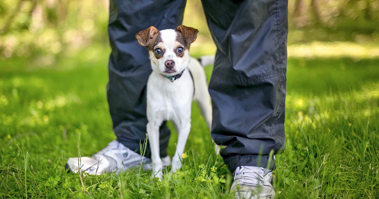 Why Is My Dog Resource Guarding Their Favorite Human?