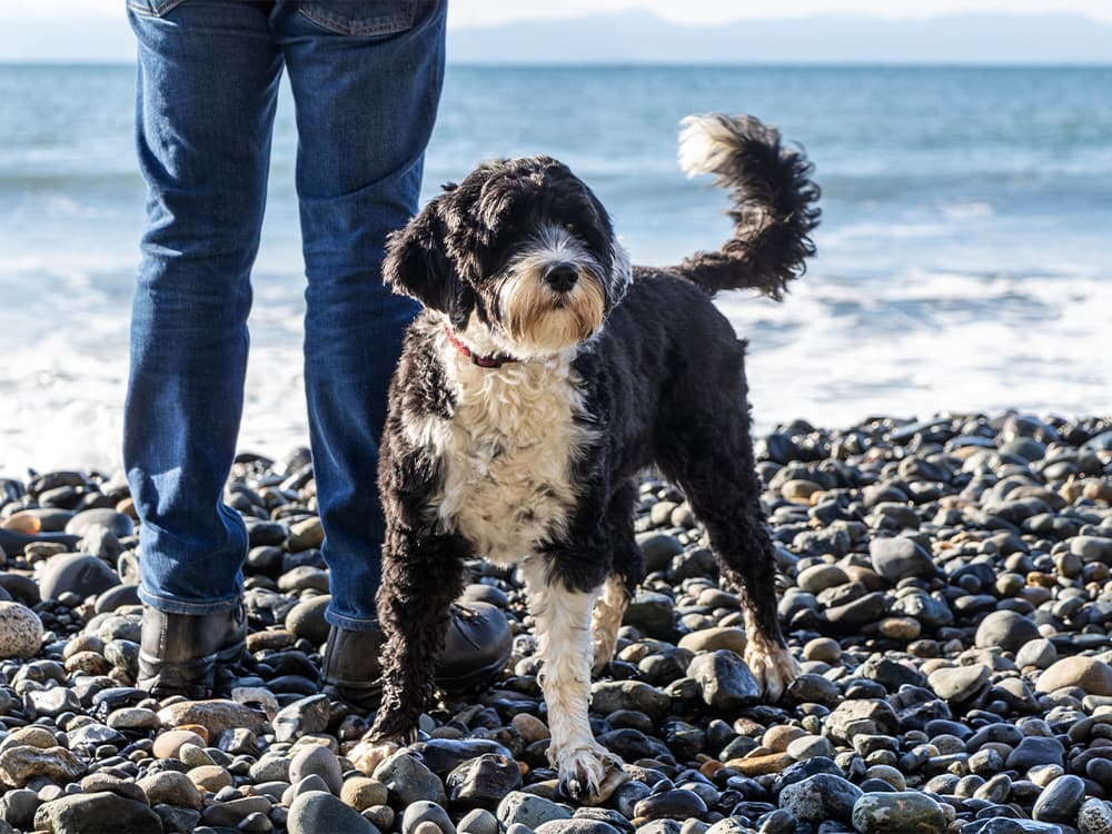 Portuguese Water Dog