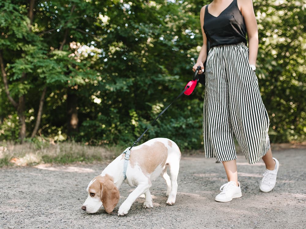 Does Your Dog Have a Nose For Scent Training?