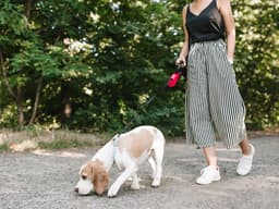 Does Your Dog Have a Nose For Scent Training?