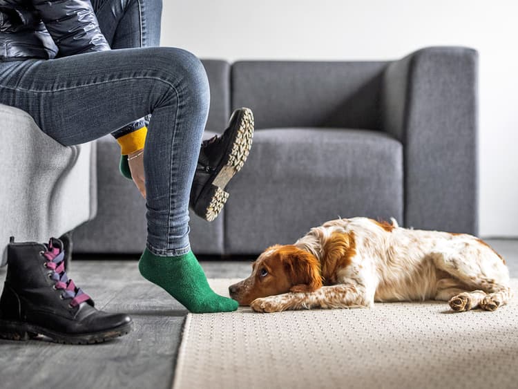 PDQs Are Why Your Dog Gets So Stressed When You’re About to Leave the House