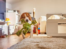 How to Dog-Proof Your Home