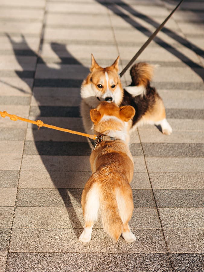 Seriously, Avoid On-Leash Dog Meet-and-Greets