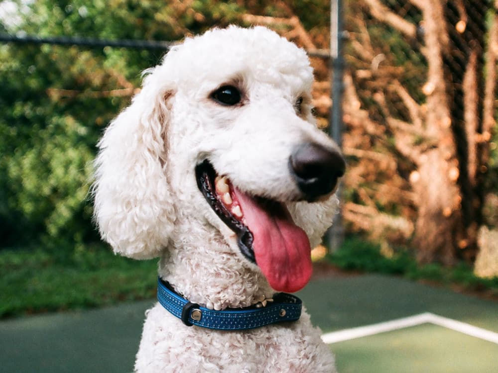 happy standard poodle on court