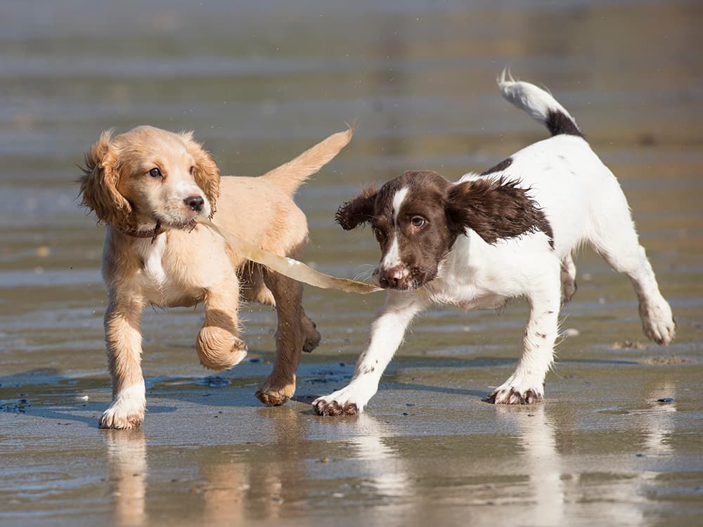 Here’s Why You Need to Socialize Your Dog ASAP
