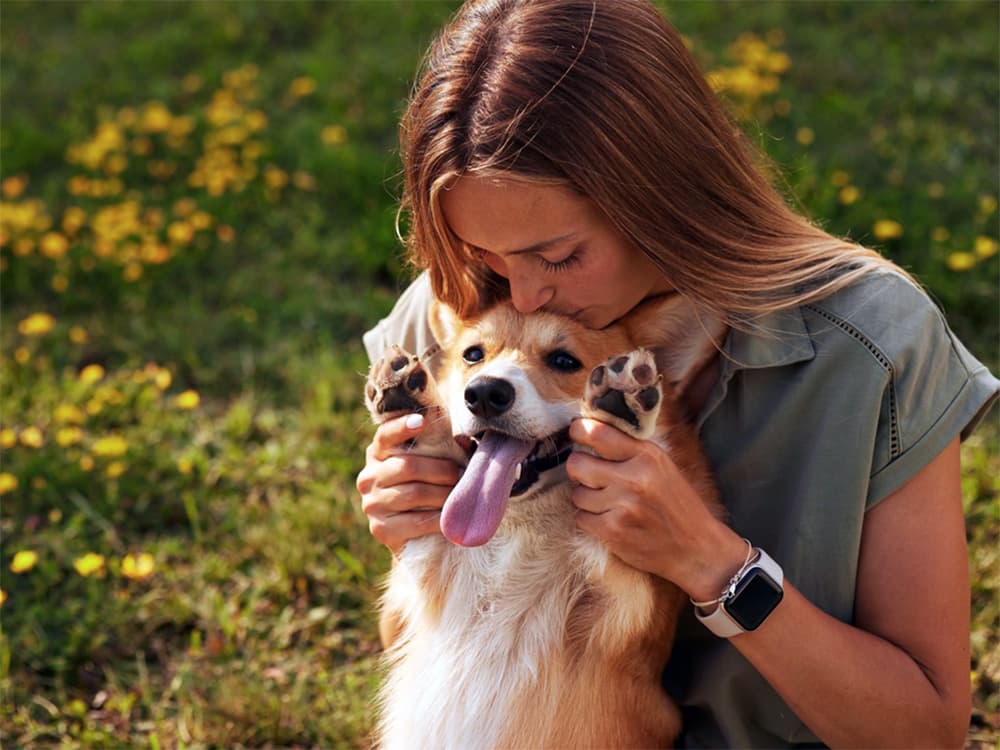 friendly pembroke corgi in woman's lap