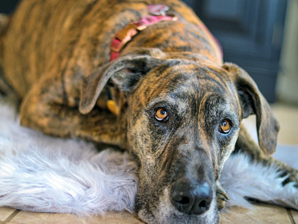 Where Can I Put a Great Dane Up for Adoption?