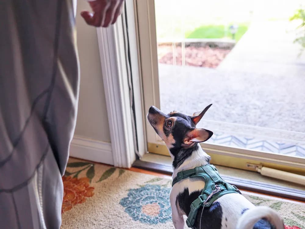 puppy dog standing at backdoor to go outside