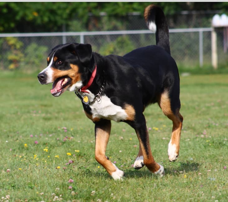 A purebred Greater Swiss Mountain Dog running in the grass.