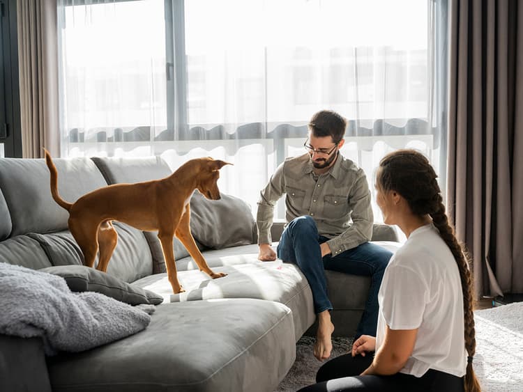 Are Laser Pointers Bad for Dogs?