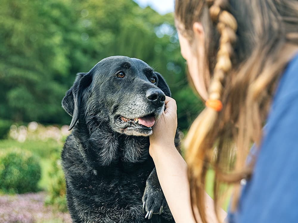 10 Questions to Ask Yourself Before Deciding to Put Your Pet Down