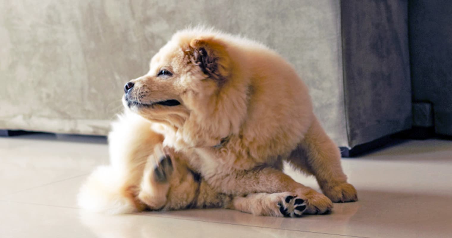 How Do You Get Rid of Ringworm on a Dog?
